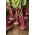 Beetroot "Egyptian" - 100 g of seeds - 5000 seeds