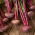 Beetroot "Egyptian" - 100 g of seeds - 5000 seeds