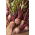 บีทรูท "Polglob" - 500 เมล็ด - Beta vulgaris