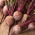บีทรูท "Polglob" - 500 เมล็ด - Beta vulgaris