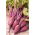 זרעי ריוול Beetroot - בטא vulgaris var. קונדיטיבה - 500 זרעים - Beta vulgaris