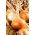Onion "Eureka" - late variety for long-term storage - 1250 seeds