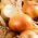Onion "Eureka" - late variety for long-term storage - 1250 seeds