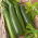 Courgette, Zucchini - Astra Polka - 100 g - Abundant Harvest, Perfect for Every Dish! - Fresh Seeds