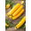 Squash - Atena Polka - 20 seeds- Cucurbita pepo