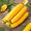 Squash - Atena Polka - 20 seeds- Cucurbita pepo