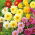 Garden dahlia - semi-double blomst variasjon mix - 120 frø - Dahlia variabilis