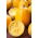 Spaghetti Squash Pyza seeds - Cucurbita pepo - 14 seeds