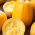 Spaghetti Squash Pyza seeds - Cucurbita pepo - 14 seeds