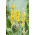 Kongelys - 4000 frø - Verbascum L.