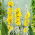 Kongelys - 4000 frø - Verbascum L.