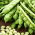 Veteménybab - Coco Nain Blanc Précoce - Phaseolus vulgaris L. - magok