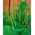 Dwarf, green French bean "Mascotte" - ideal for balconies and terraces