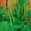 Dwarf, green French bean "Mascotte" - ideal for balconies and terraces