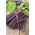 Buschbohne - Amethyst Samen -Phaseolus vulgaris -  