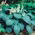 Hosta - Elegans