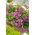 Biji Pink Rock Cress - Arabis alpina - 1410 biji - benih