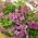 Biji Pink Rock Cress - Arabis alpina - 1410 biji - benih