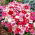 Sommarnejlika - Hedwiga Baby Doll - mix - 475 frön - Dianthus chinensis