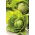 Savoykål - Roma Polana - 325 frön - Brassica oleracea var. sabauda