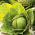 Savoykål - Roma Polana - 325 frön - Brassica oleracea var. sabauda
