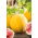 Arbuus - Złoto Wolicy - 9 seemned - Citrullus lanatus