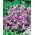 Collinsia heterophylla - 338 magok