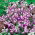 Collinsia heterophylla - 338 magok