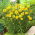 Œil de Bœuf, Buphtalme à Feuilles de Saule - Buphthalmum salicifolium - 300 graines