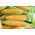 Gula jagung "Mirus F1" - medium awal, varietas sangat manis - 30 biji - Zea mays convar. saccharata var. Rugosa