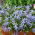 Laurentia - Laurentia axillaris - 240 graines