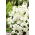 Stok biji Albita - Matthiola incana annua - 300 biji