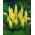 Lupinus, Lupine, Lupine Kuning - bebawang / umbi / akar - Lupinus hybridus