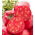 Tomaatti - Pink Oxheart - 50 siemenet - Lycopersicon esculentum Mill