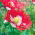 Opium poppy "Danish flag", Breadseed poppy - 1000 seeds
