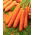 Carota - Berlicum 2 - Semi a nastro - Dolce e robusta, consistenza vellutata