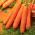 Carota - Berlicum 2 - Semi a nastro - Dolce e robusta, consistenza vellutata