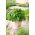 Mélisse officinale - Limonella - 1000 graines - Melissa officinalis