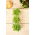 Microgreens - Lemon basil "Mrs Burns" - daun muda dengan rasa luar biasa - biji 1950 - Ocimum citriodorum