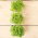 Microgreens - Lemon basil "Mrs Burns" - daun muda dengan rasa luar biasa - biji 1950 - Ocimum citriodorum