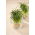 Ciboule - Jeunes pousses -  Allium fistulosum  - graines