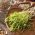 Microgreens - Mazare "Boogie" - frunze tinere cu gust excepțional - Pisum sativum - semințe