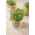 Microgreens - Garten-Senfrauke - junge, leckere Blätter