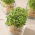 Microgreens - Roket, arugula - daun muda dengan rasa luar biasa - 620 biji - Eruca vesicaria