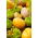Tomatilloの種 -  Physalis ixocarpa  -  340の種 - Physalis ixocarpa Amarylla, syn. Physalis philadelphica - シーズ