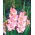 Gladiolus Rose Supreme - 5 bulbs