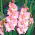 Gladiolus Rose Supreme - 5 bulbs
