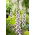 Vingerhoedskruid - Pam's Choice - 1000 zaden - Digitalis purpurea