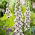 Vingerhoedskruid - Pam's Choice - 1000 zaden - Digitalis purpurea