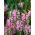 Poslušná Rostlinná směsná semena - Physostegia virginiana - 45 semen
